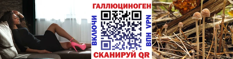 Псилоцибиновые грибы Psilocybe  купить закладку  Покровск 